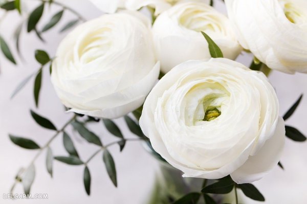  عکس انواع گل آلاله برای استوری