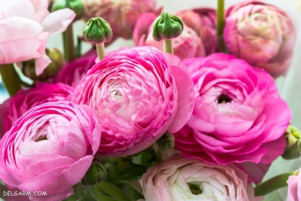  عکس انواع گل آلاله برای استوری