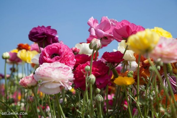  عکس انواع گل آلاله برای استوری