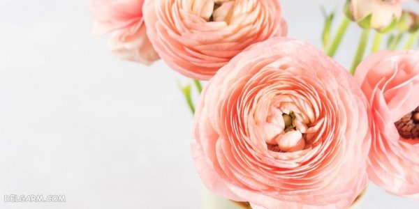  عکس گل آلاله کوهی