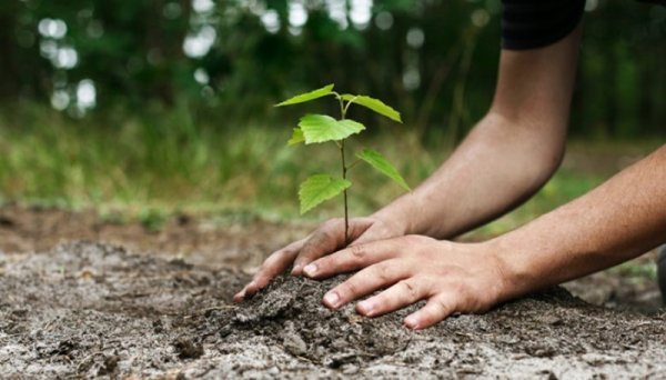  عکس روز درختکاری