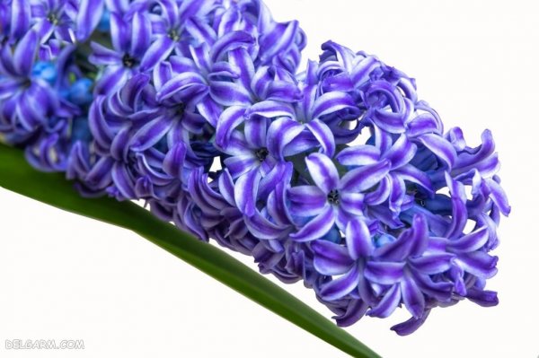  دانلود عکس گل سنبل با کیفیت