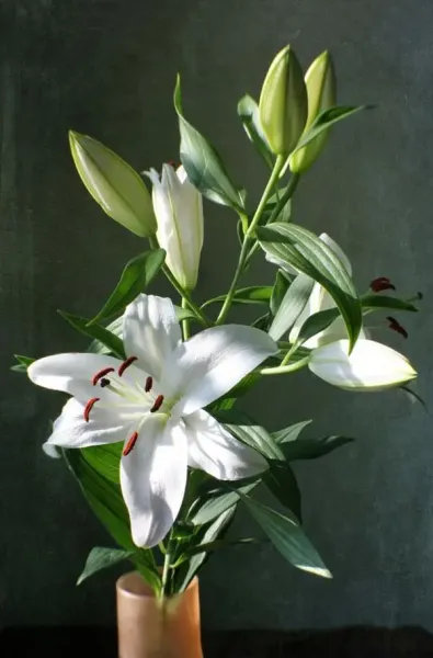  عکس گل سوسن