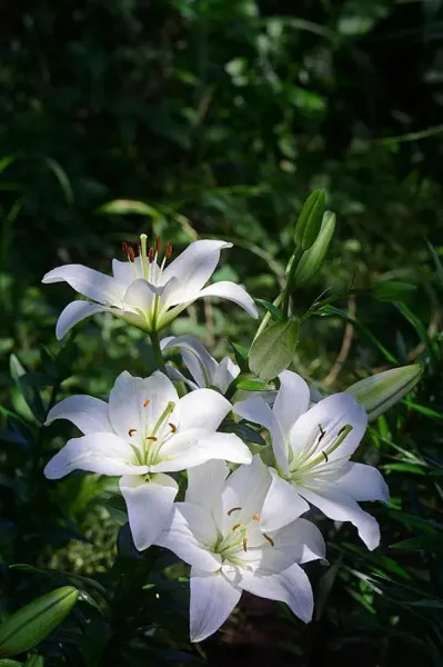  عکس گل سوسن