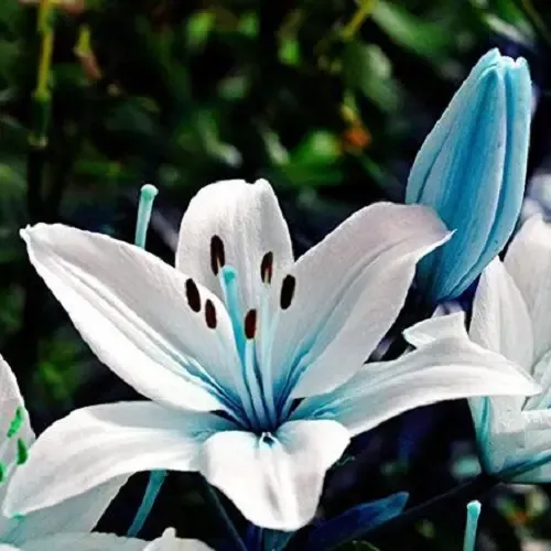  عکس گل سوسن