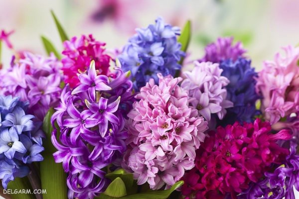 عکس گل سنبل وحشی