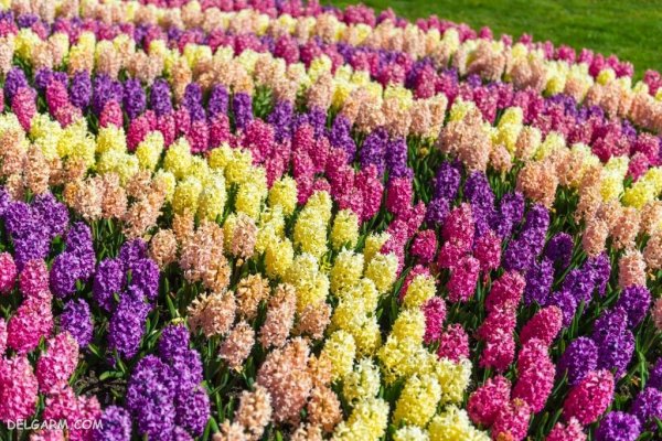 عکس گل سنبل وحشی