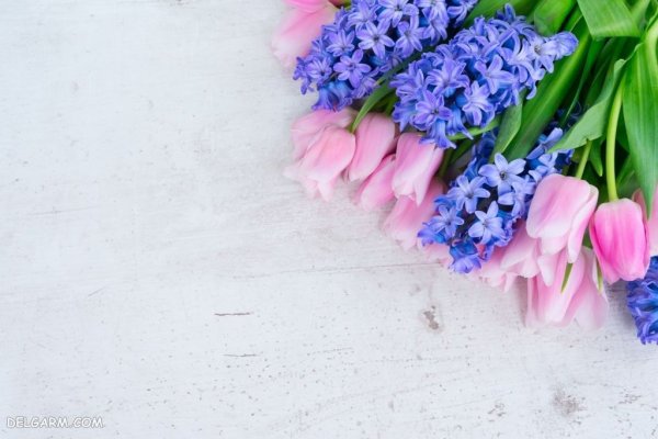 عکس گل سنبل وحشی