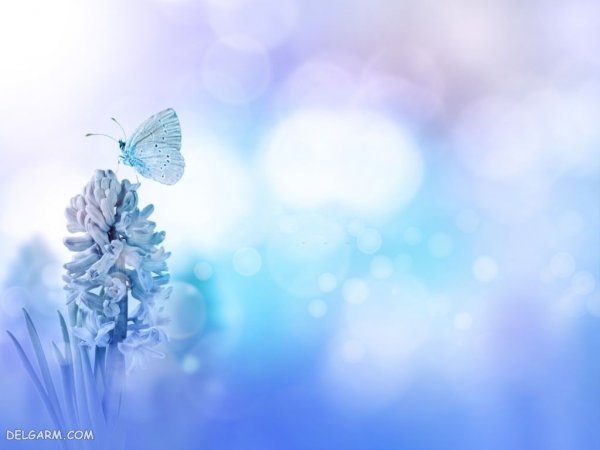 عکس گل سنبل وحشی