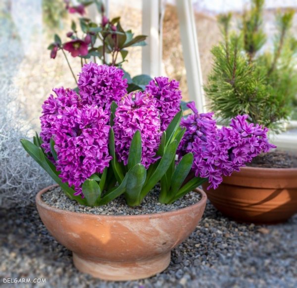عکس گل سنبل وحشی