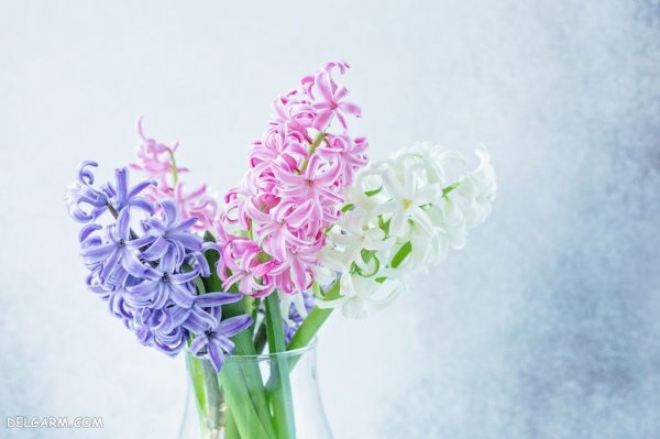 عکس گل سنبل وحشی