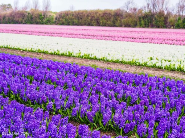عکس گل سنبل وحشی