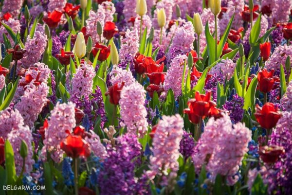 عکس گل سنبل وحشی