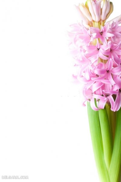عکس گل سنبل وحشی