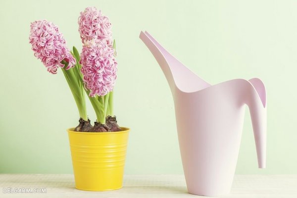 عکس گل سنبل وحشی