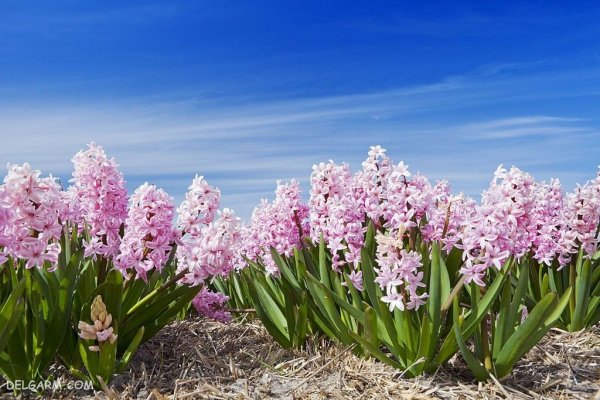 عکس گل سنبل وحشی