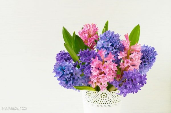 عکس گل سنبل وحشی
