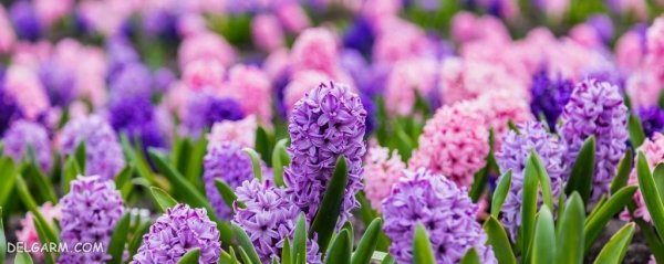 عکس گل سنبل وحشی