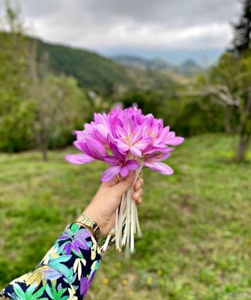عکس گل سوسن وحشی