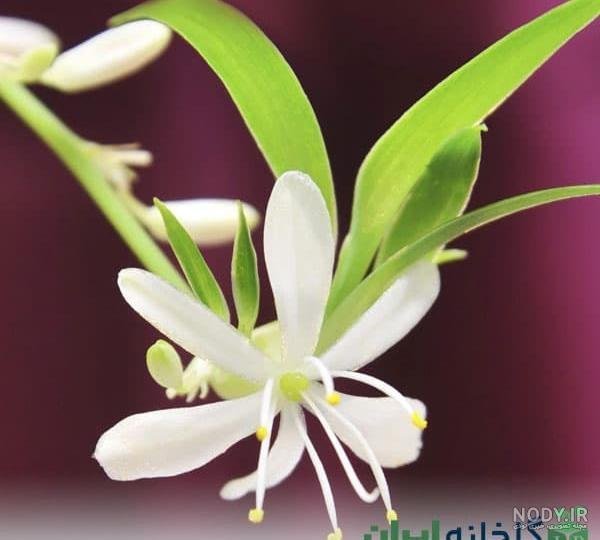 عکس گل سوسن وحشی