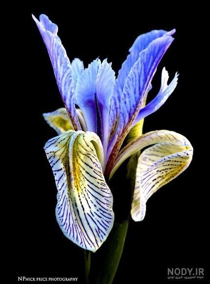 عکس گل سوسن وحشی