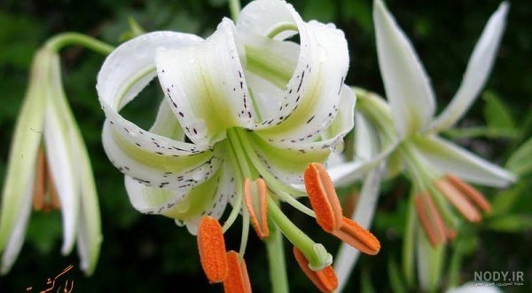 عکس گل سوسن وحشی