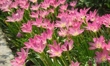 عکس گل سوسن وحشی