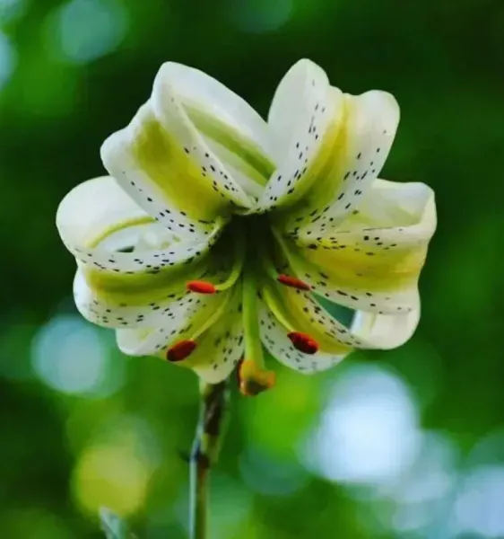 عکس گل سوسن وحشی