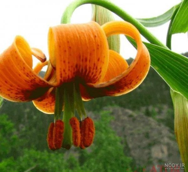 عکس گل سوسن وحشی