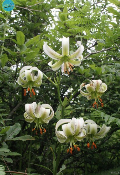 عکس گل سوسن وحشی