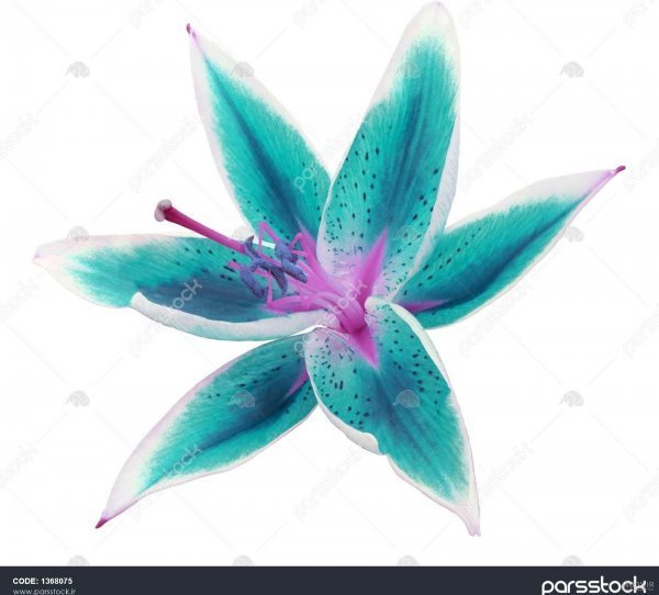 عکس گل سوسن وحشی