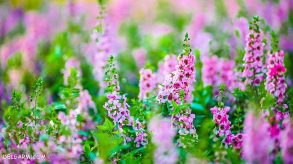 عکس گل انگشتانه استوری