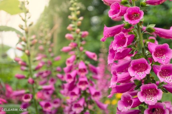 عکس گل انگشتانه استوری