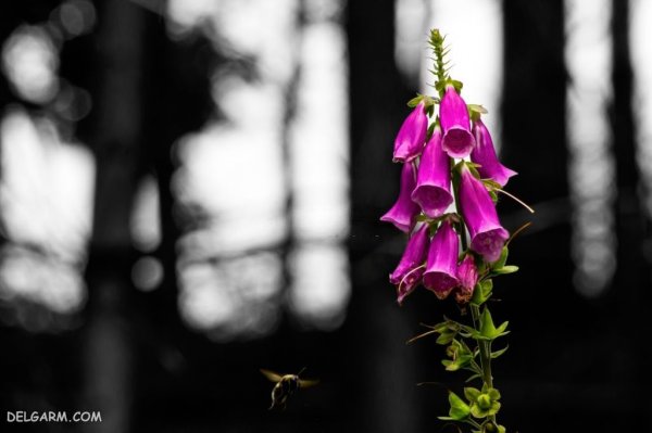 عکس گل انگشتانه استوری
