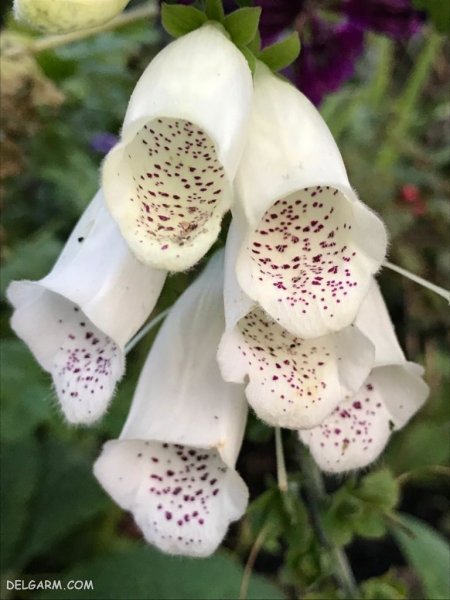 عکس گل انگشتانه استوری