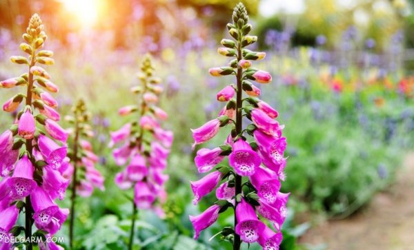 عکس گل انگشتانه استوری