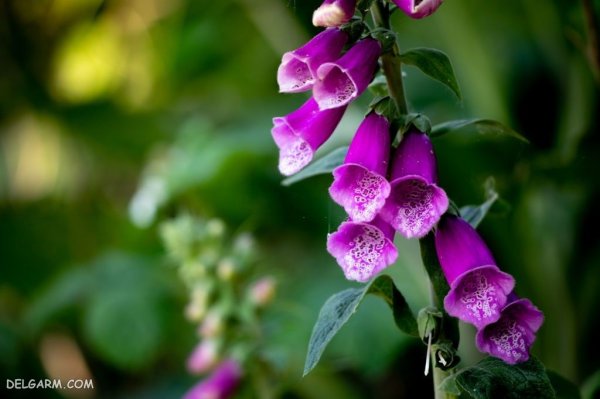 عکس گل انگشتانه استوری