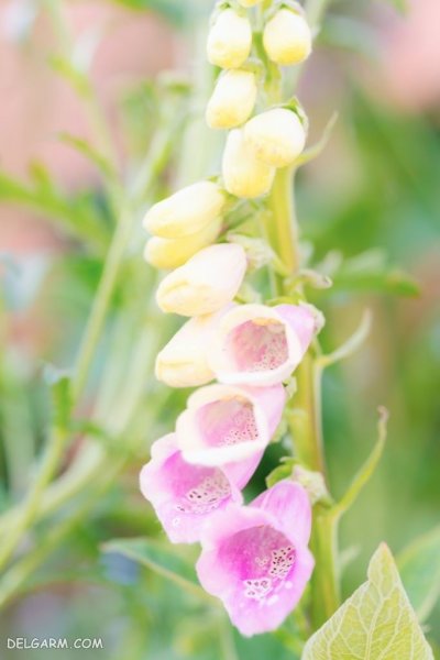 عکس گل انگشتانه با کیفیت بالا برای پروفایل