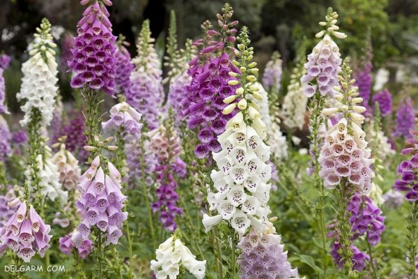 عکس گل عشق برای پروفایل