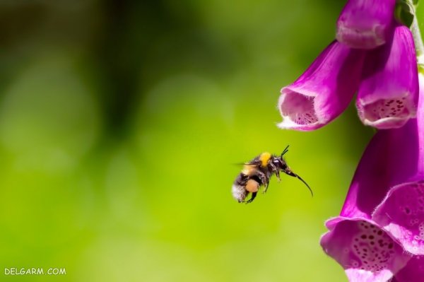 عکس گل عشق برای پروفایل