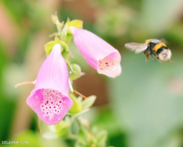 عکس گل عشق برای پروفایل