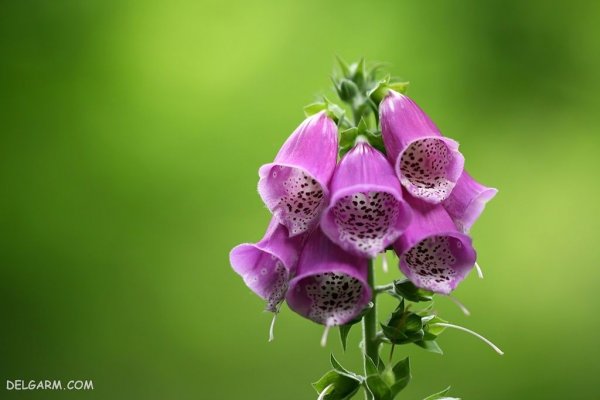 عکس گل عشق برای پروفایل