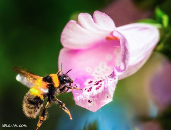 عکس گل عشق برای پروفایل