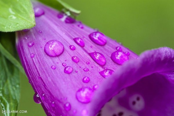 عکس گل عشق برای پروفایل