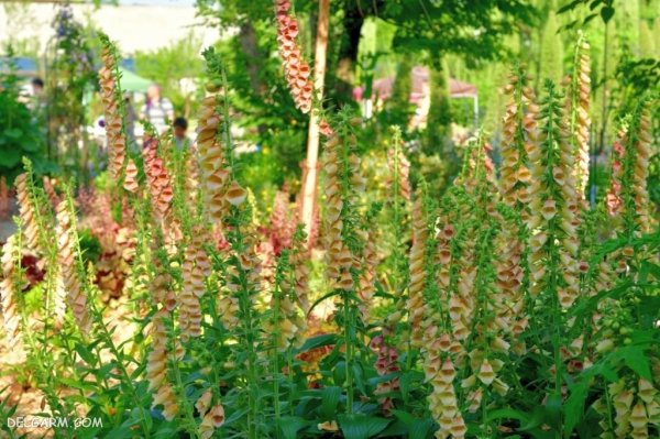 عکس گل عشق برای پروفایل