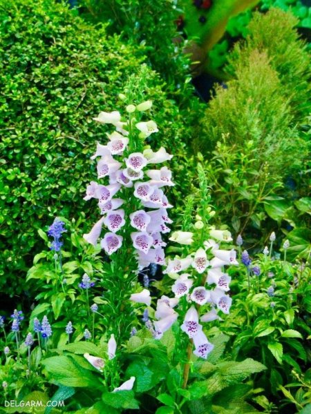 عکس گل عشق برای پروفایل