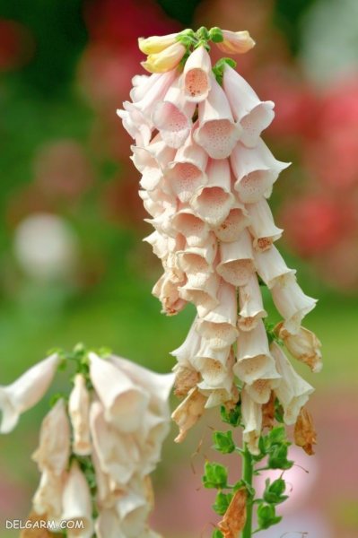 عکس گل عشق برای پروفایل