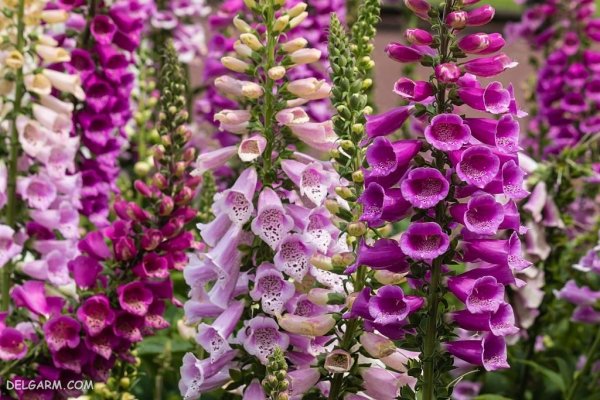 عکس گل عشق برای پروفایل