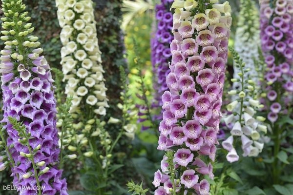 عکس گل عشق برای پروفایل