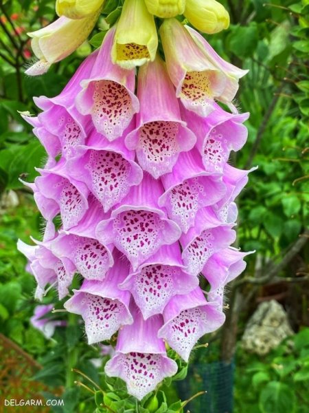 عکس گل عشق برای پروفایل